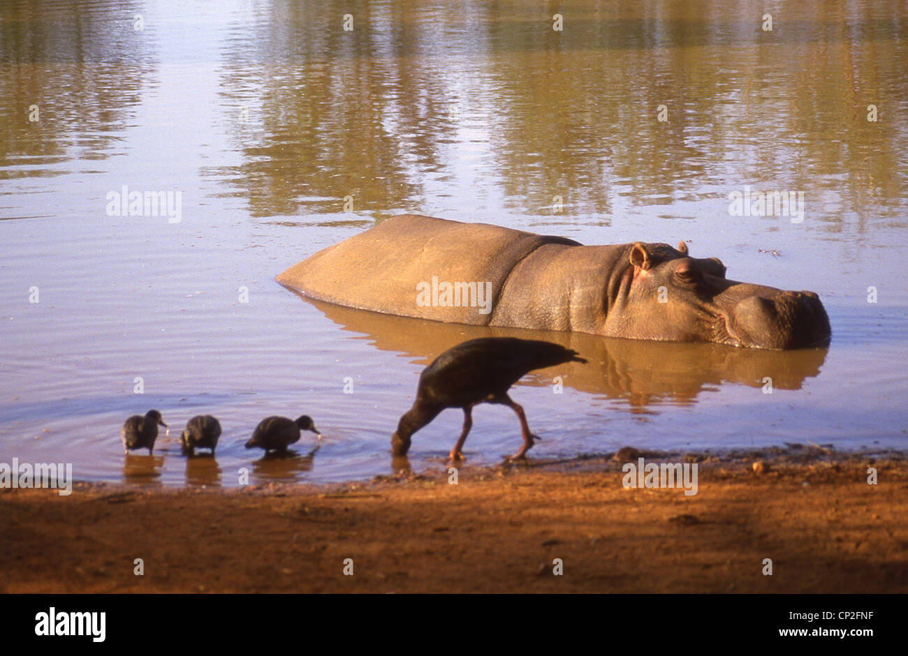 Nilpferd im Wasserloch, Kruger National Park, Mpumalanga, Südafrika Stockfoto