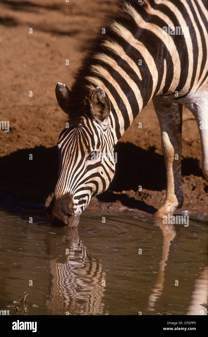 Zebras am Wasserloch, Kruger National Park, Mpumalanga, Südafrika Stockfoto