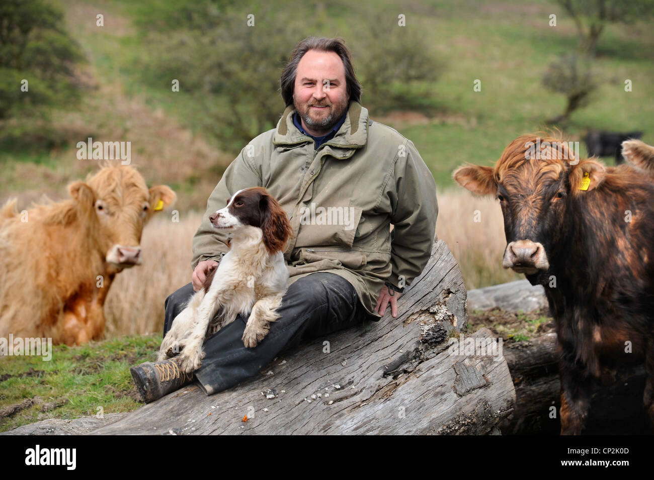 Ein Rinder-Bauer mit seinem Springer Spaniel Hund Wales, UK Stockfoto