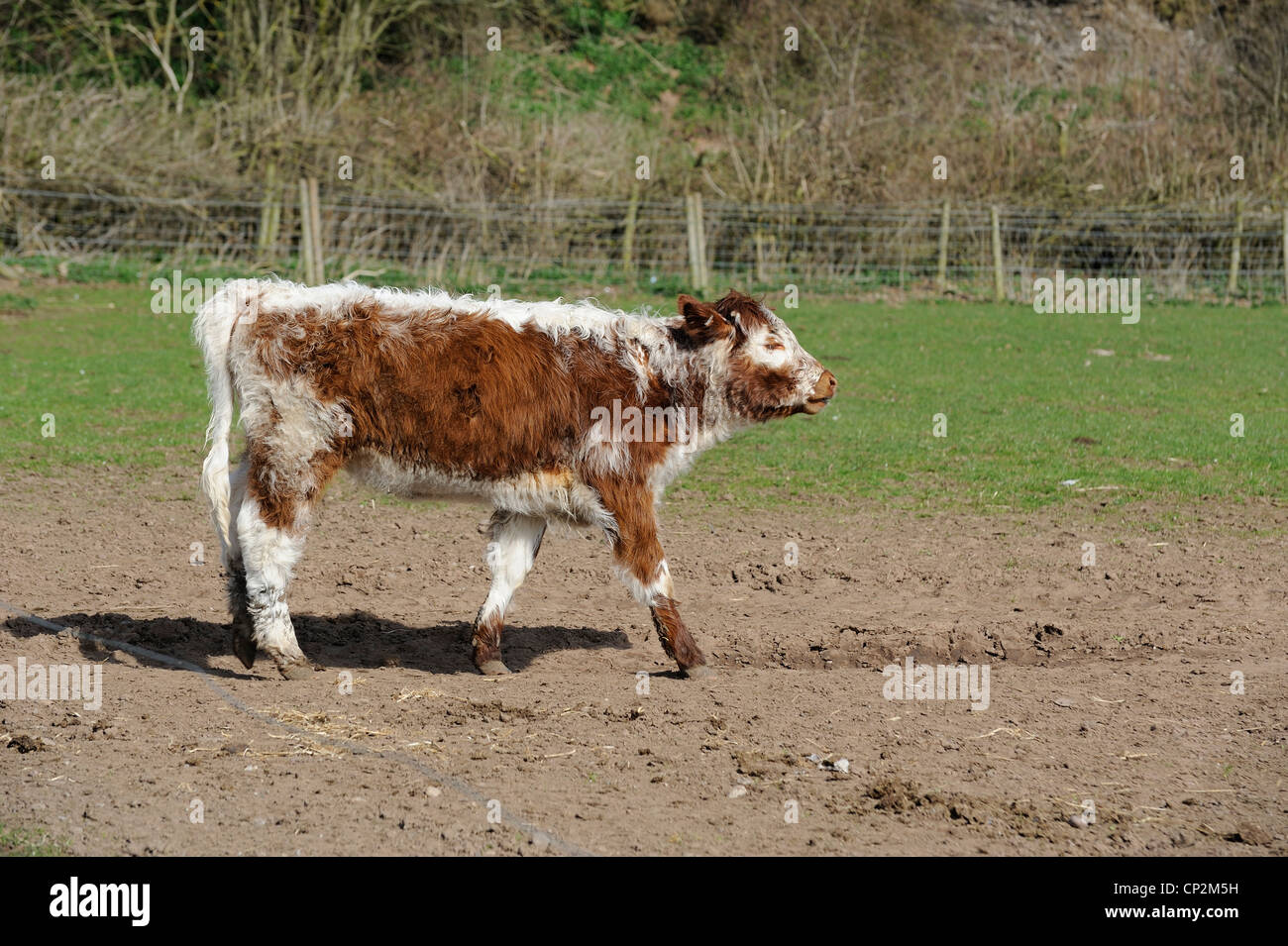 Kuh gehen von links nach rechts weißen Pfosten auf dem Bauernhof Nottinghamshire England uk Stockfoto