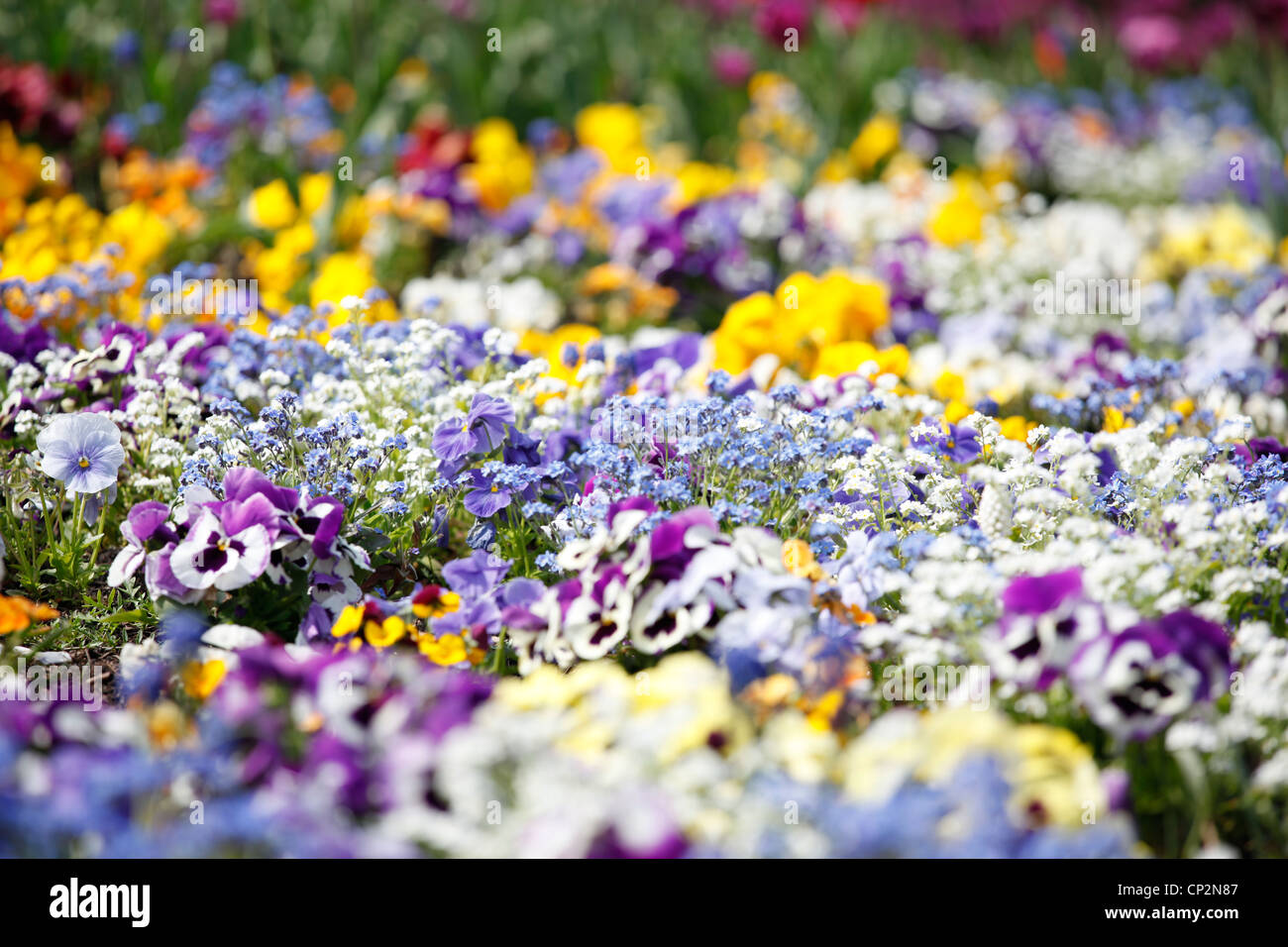 Bett aus bunten Blumen im Frühjahr Stockfoto