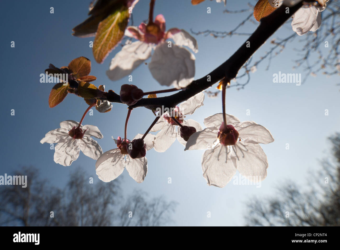 Detail der wilden Lot Kirschblüten blühen im März Beginn der Frühling Gegenlicht durch Sonnenschein Sonne Stockfoto