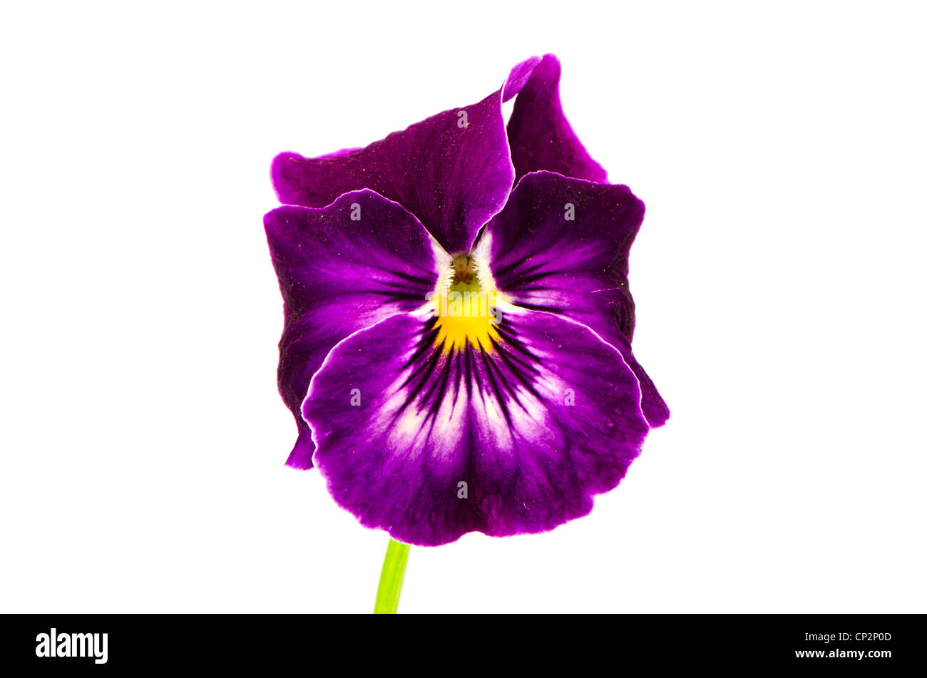 isoliert auf weißem Hintergrund Viola Blume Stockfoto