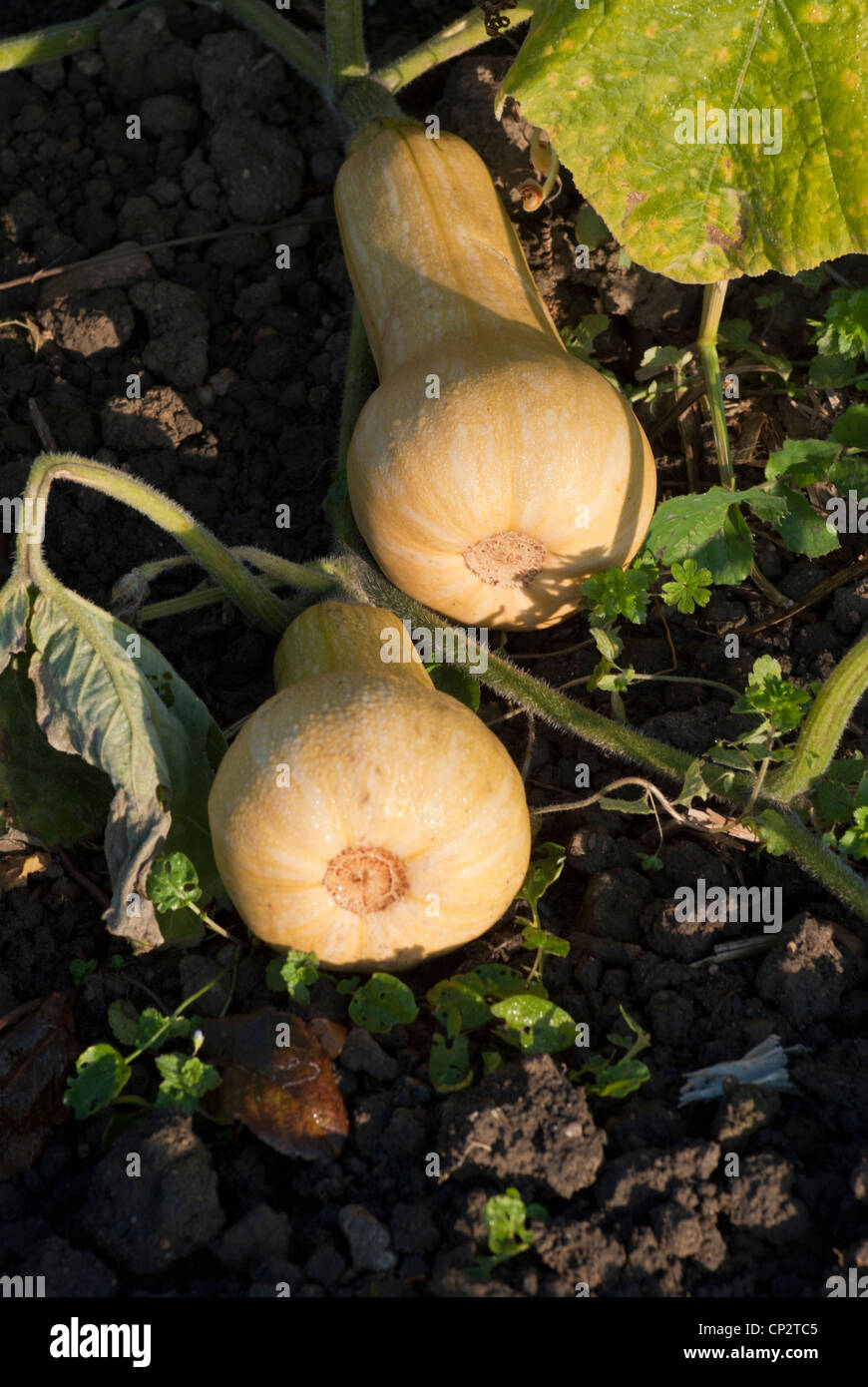 Butternusskürbis, Hunter, wächst auf der Weinrebe. Stockfoto