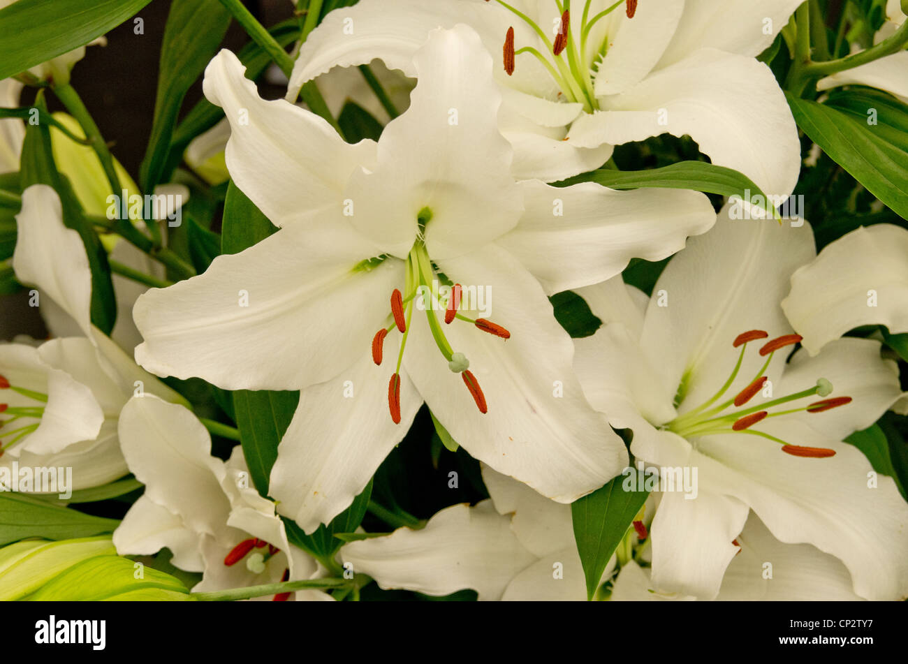 Lily Rialto Stockfoto