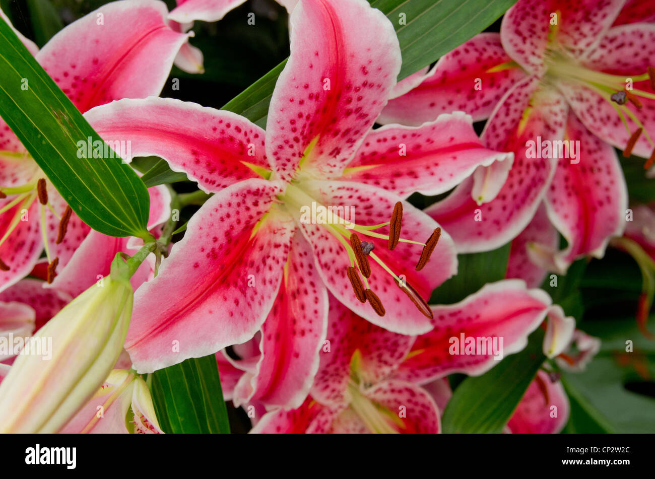 Lily Merostar Stockfoto