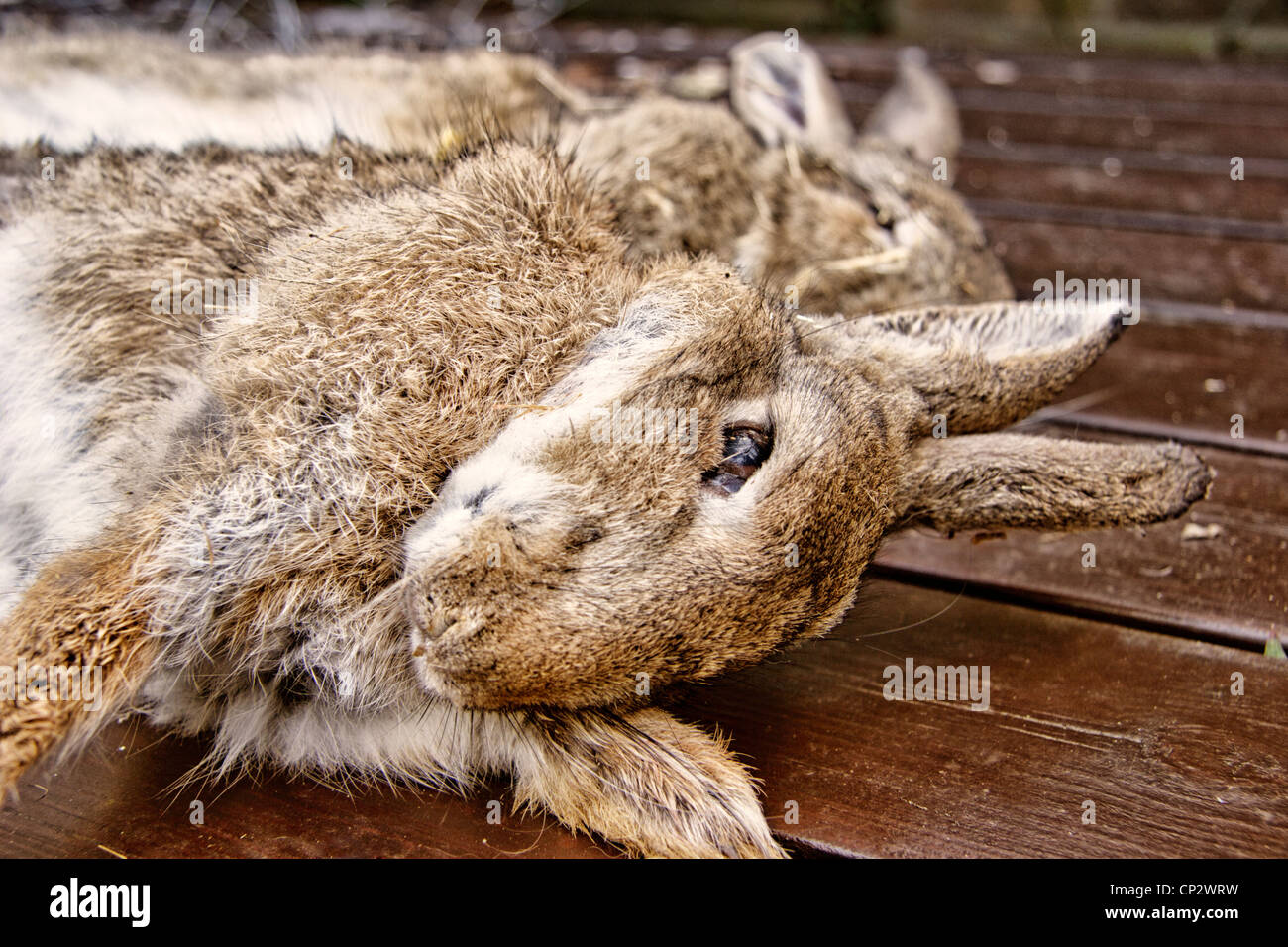 Zwei Tote Kaninchen Stockfoto