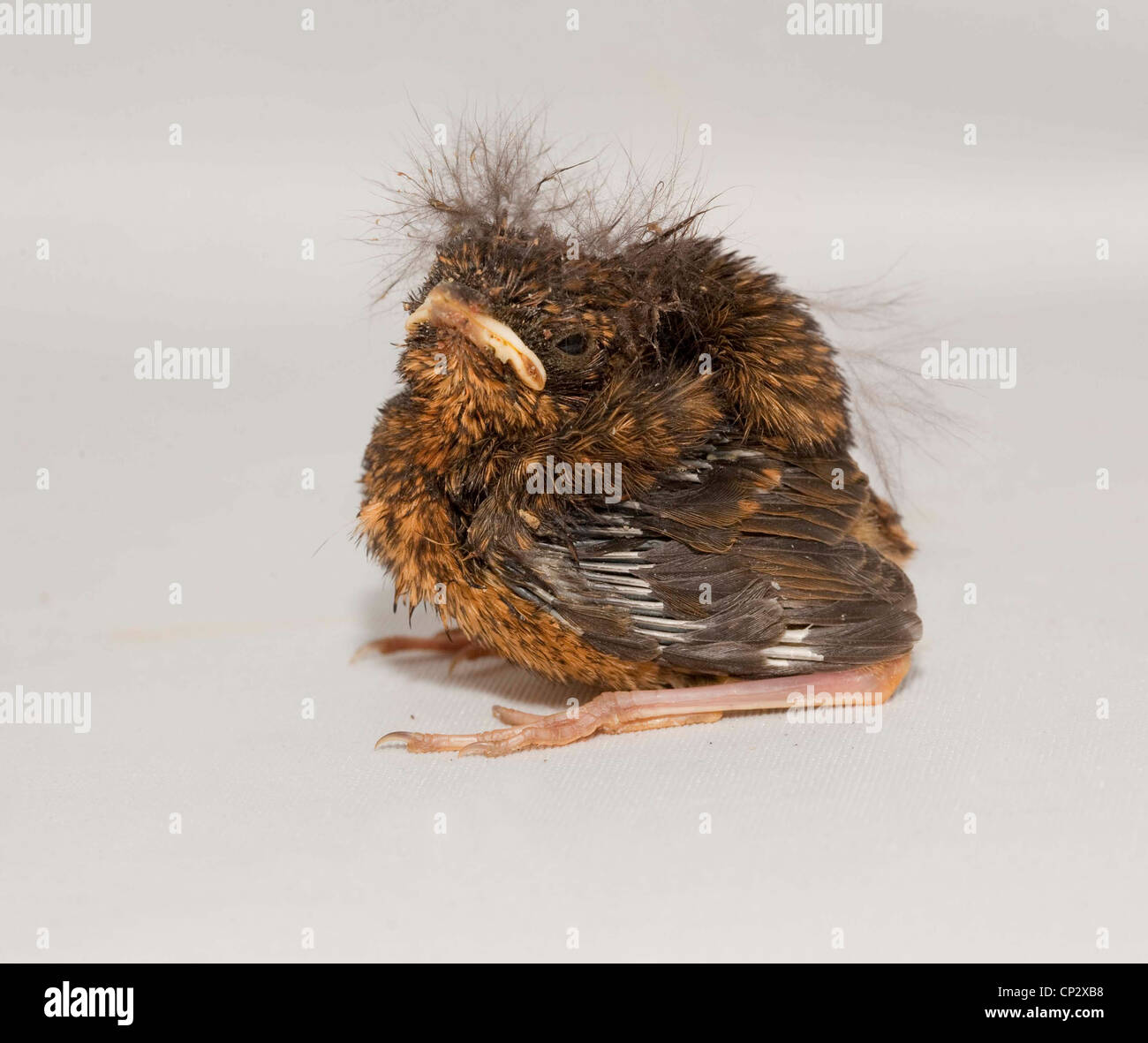 Juvenile Robin sitzen im studio Stockfoto