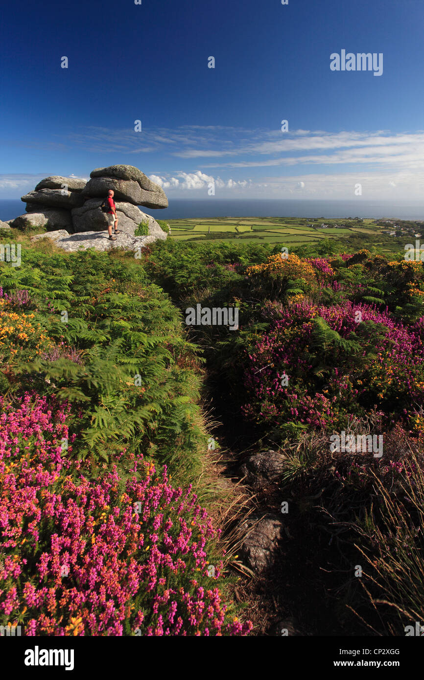 Ginster und Heather Moorland, Rosewall Hügel, Stadt St. Ives, Cornwall County; England; UK Stockfoto