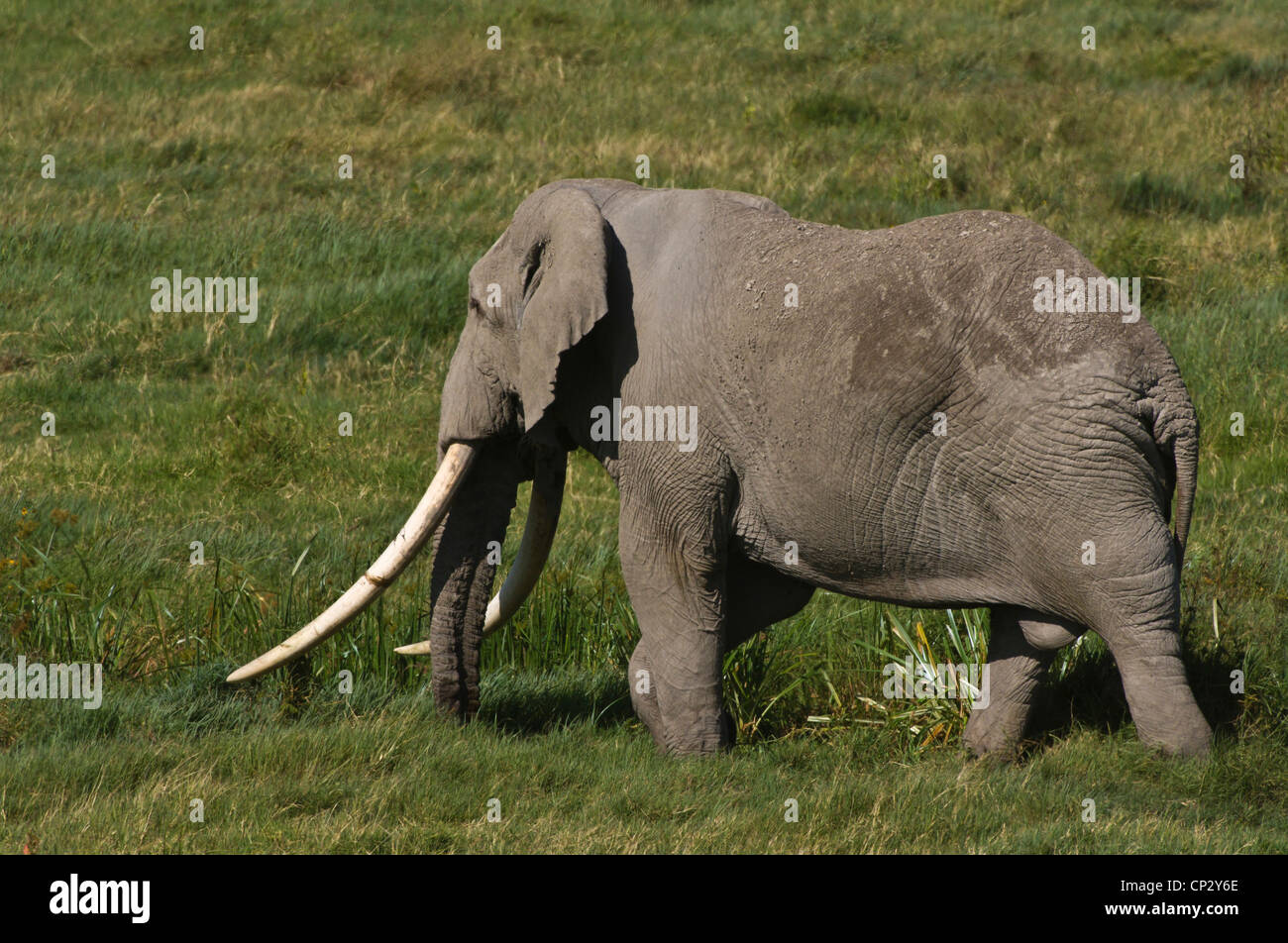 Afrikanischer Elefant mit großen Stoßzähnen Fütterung lange Gras Stockfoto