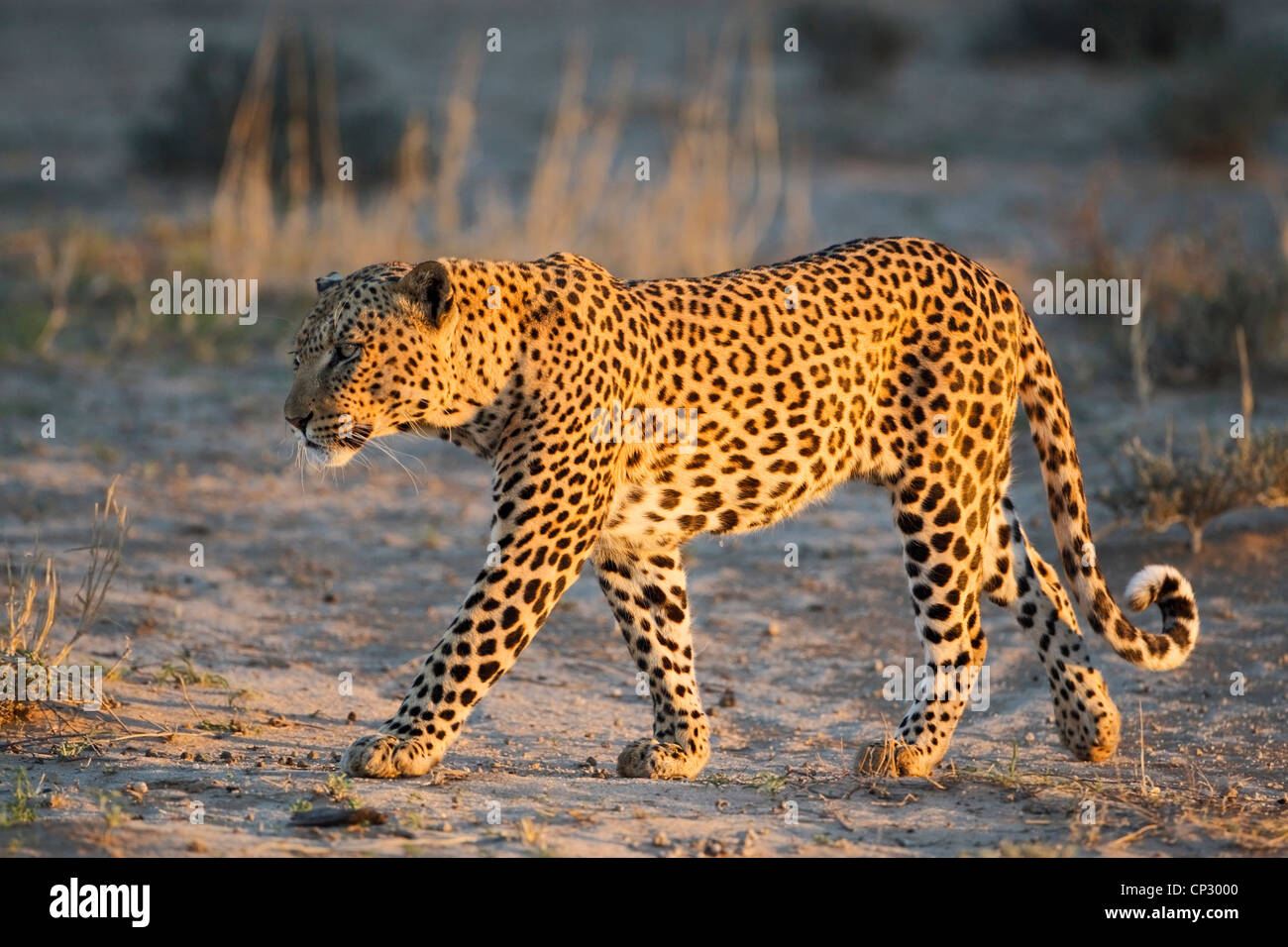 Männliche Leoparden zu Fuß in goldenes Licht (Panthera Pardus) Stockfoto