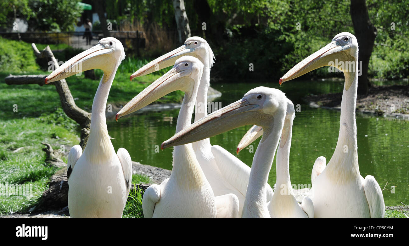 Große weiße Pelikane im Londoner Zoo. Stockfoto