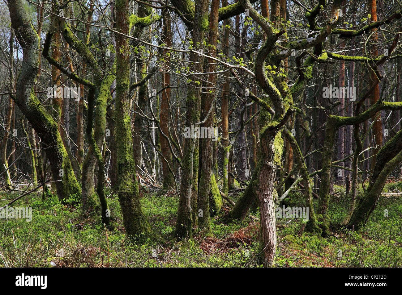 Wald in Freitag Street, Surrey Hills, Surrey, England Stockfoto