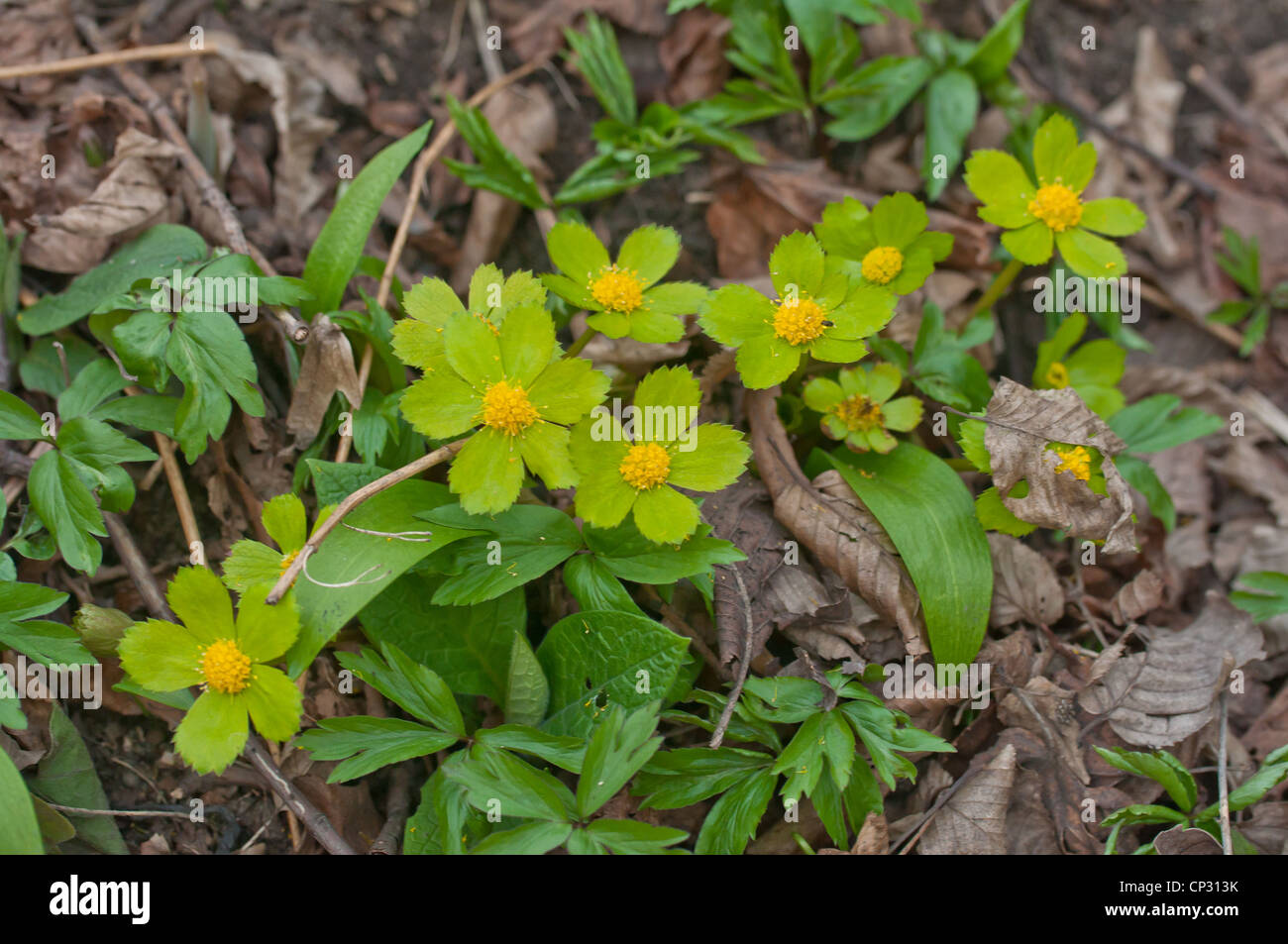 Naturschutzgebiet, Hacquetia epipactis Stockfoto