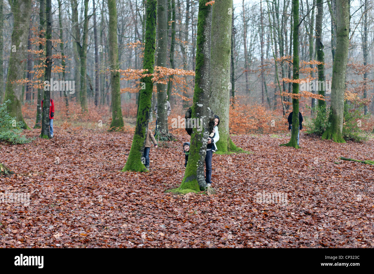 Es ist ein Foto von einem Wald im Winter oder Herbst in der Normandie in Frankreich. Wir können Laub auf dem Boden und viele Stämme sehen. Stockfoto