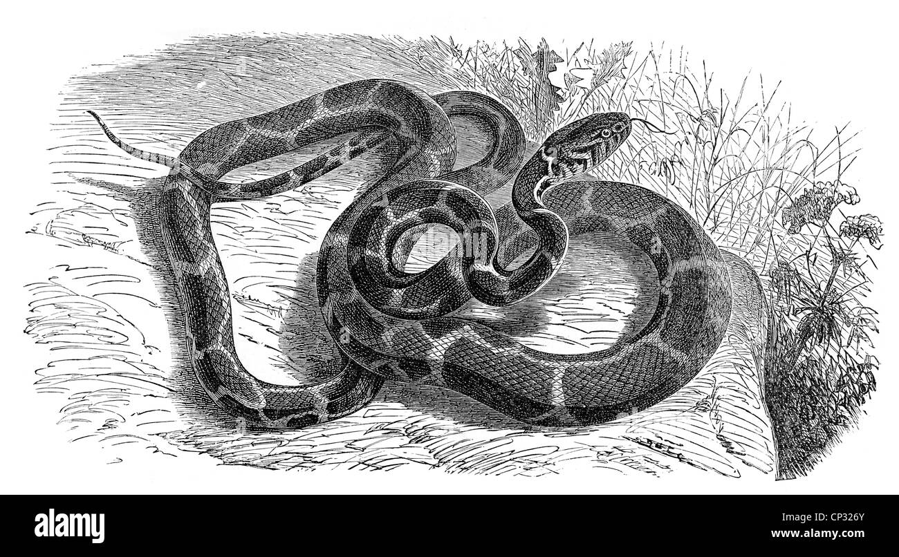 schwarze und weiße Gravur einer Schlange Stockfoto