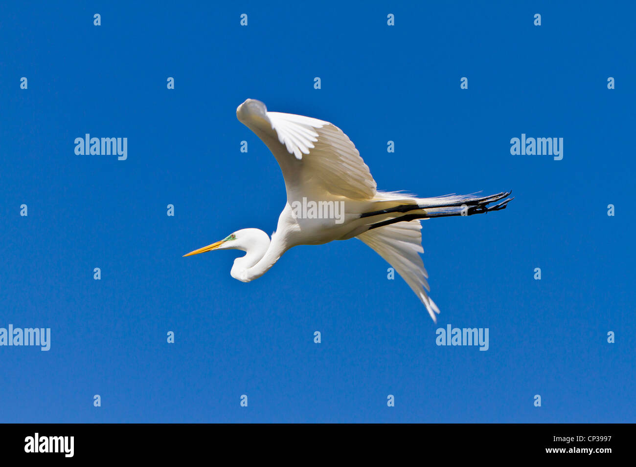 Silberreiher im Flug bei der Alligator Farm Rookery in St. Augustine, Florida, USA. Stockfoto