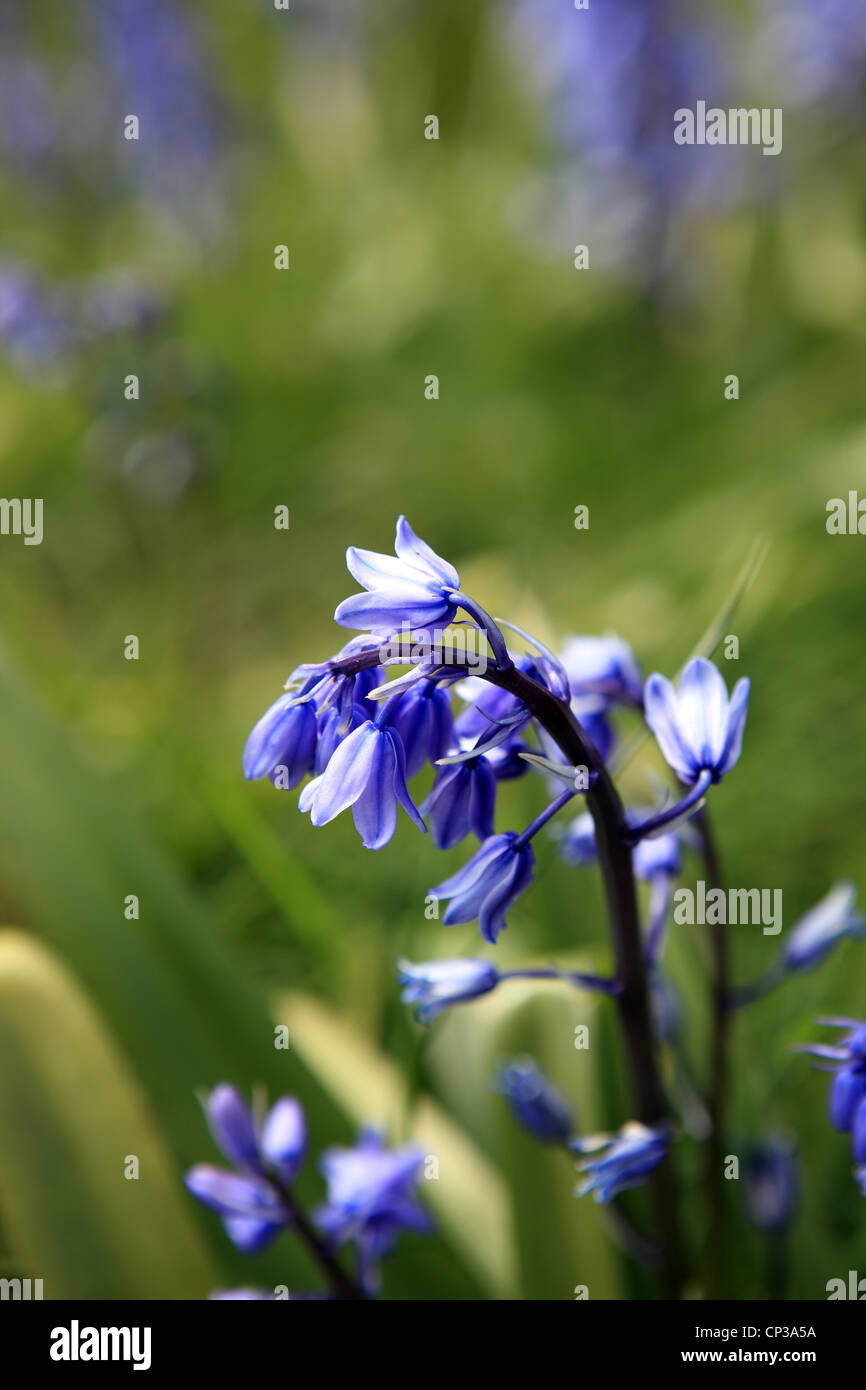 Bluebell in einem Feld von Glockenblumen im Frühling Stockfoto