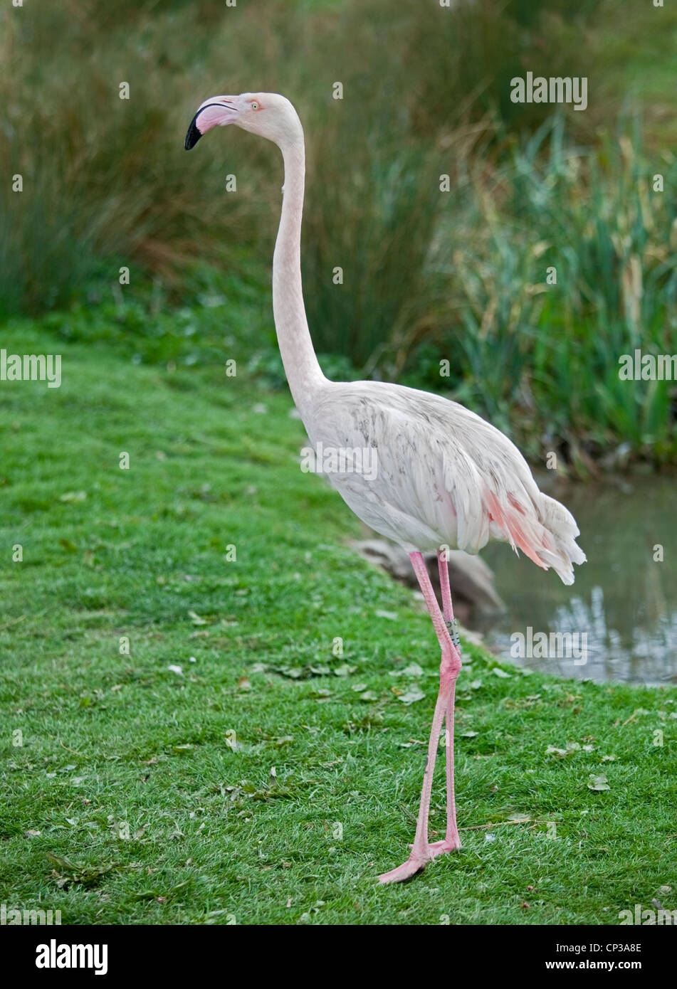 Rosaflamingo (Phoenicopterus Roseus) Stockfoto