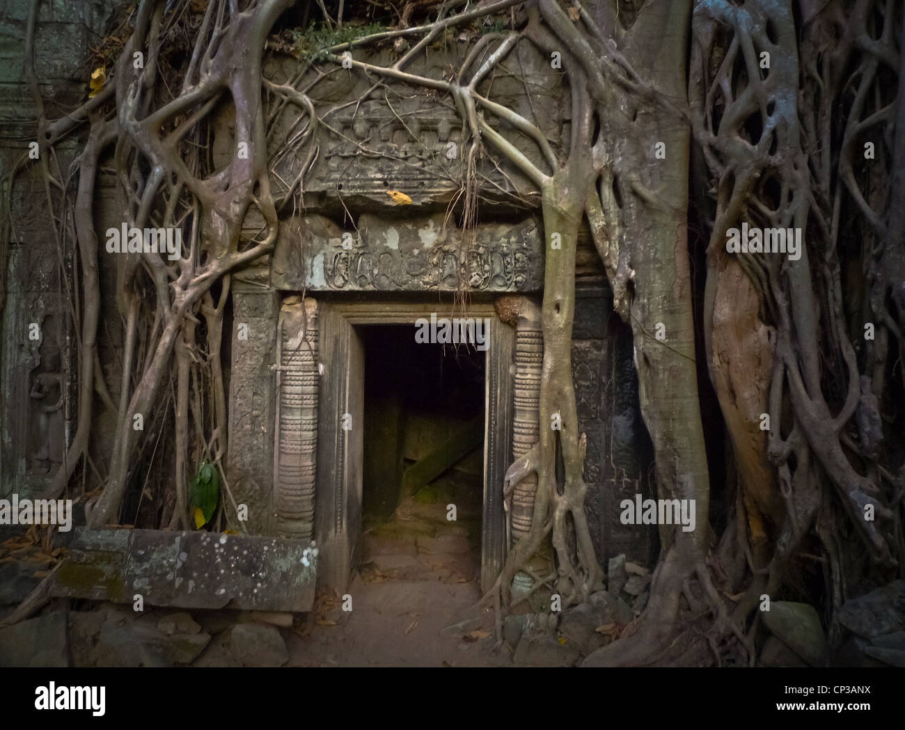 Ta Prohm, die Wurzeln des göttlichen, die tiefen Tür. Ta Prohm ist ein Tempel auf dem Gelände von Angkor in Kambodscha, in der Bucht gebaut) auf Stockfoto