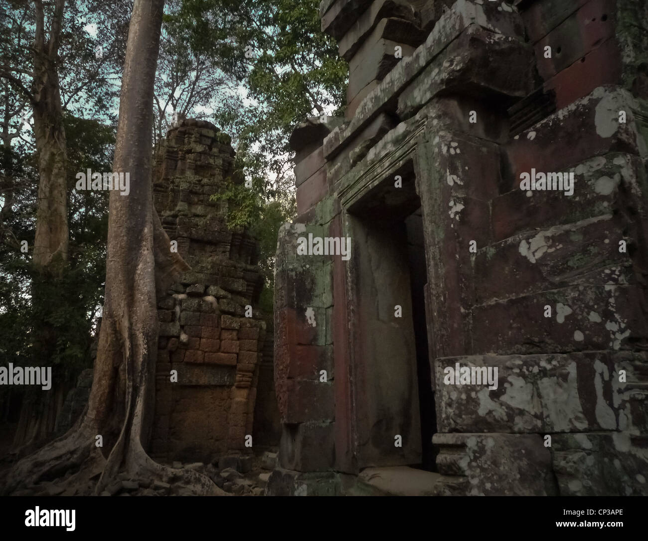 Ta Prohm, die Wurzeln des göttlichen, die slim. Ta Prohm ist ein Tempel auf dem Gelände von Angkor in Kambodscha, gebaut in der Bayon-styl Stockfoto