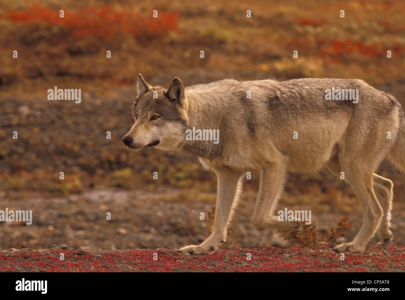 Graue Wolf (Canis Lupus) können Meilen der Tundra täglich auf der Suche nach Beute zu decken. Denali Nationalpark, Alaska. Stockfoto