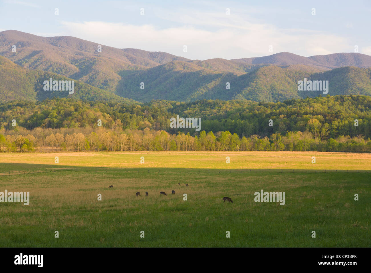 Hirsche im Tal in Cades Cove im Nationalpark Great Smoky Mountains in Tennessee Stockfoto