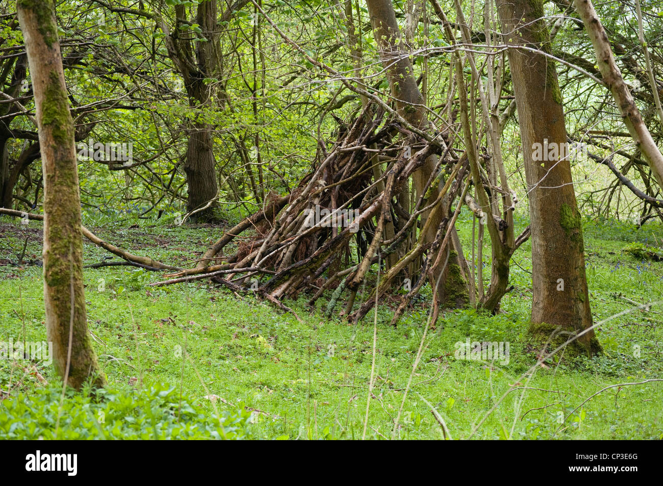 Ein Erlenholz, (Alnus Glutinosa) mit Rundschnitt Zweige bilden eine Höhle oder Unterschlupf bei Southam, Gloucestershire, UK. Stockfoto