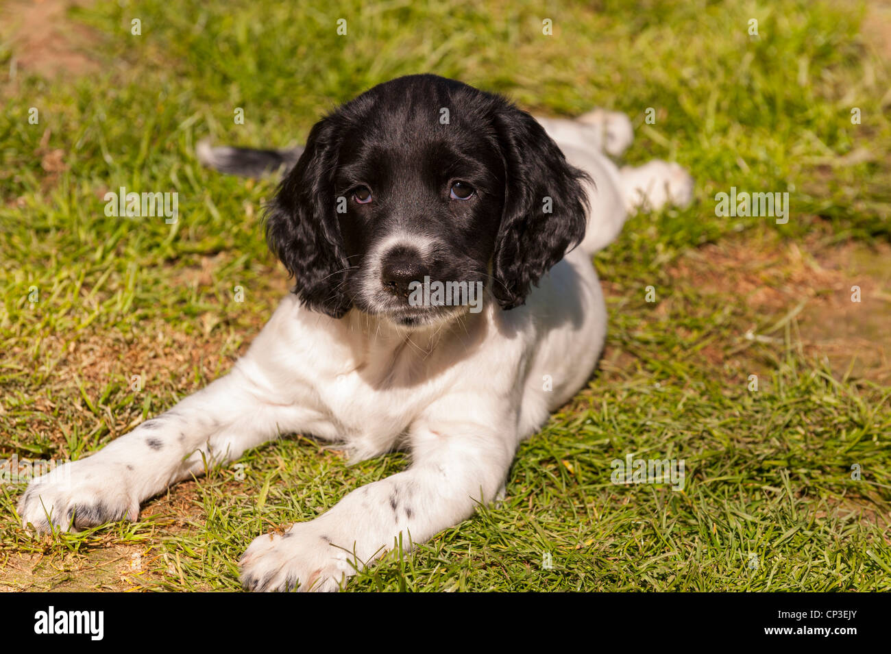 Ein acht Wochen altes Englisch Springer Spaniel Welpe Hund in Großbritannien Stockfoto