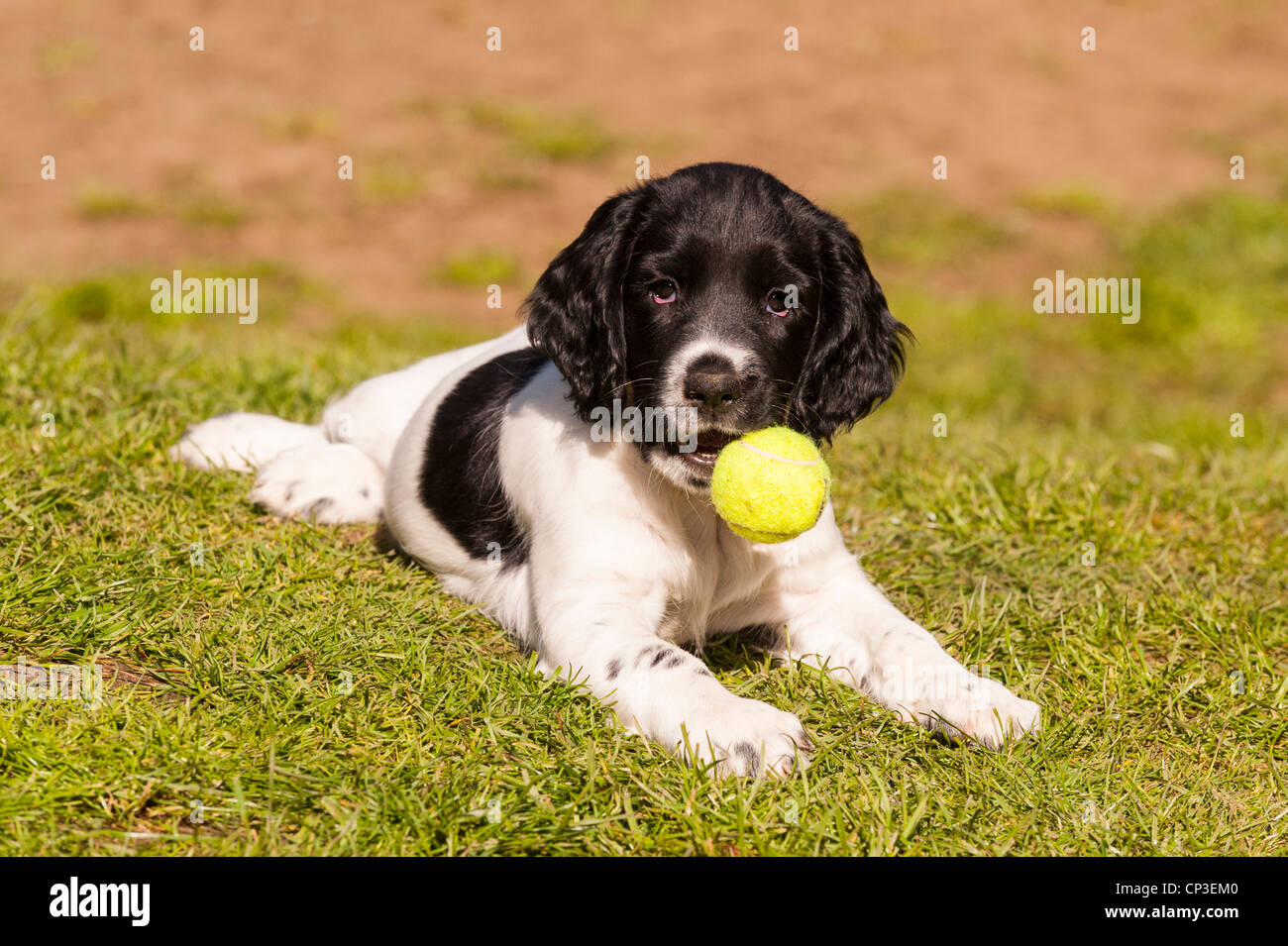 Ein acht Wochen altes Englisch Springer Spaniel Welpe Hund mit einem Ball im Vereinigten Königreich Stockfoto