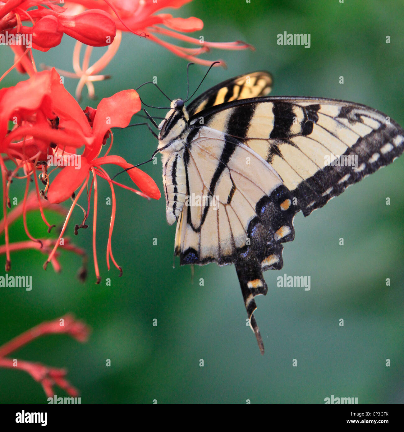 ein Schwalbenschwanz-Schmetterling ernährt sich von einer Blume Stockfoto