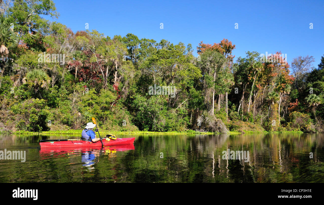 Frau paddeln an Alexander Springs, Florida Stockfoto