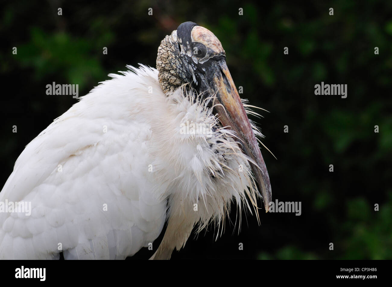 Holz-Storch (Mycteria Americana) Porträt Stockfoto