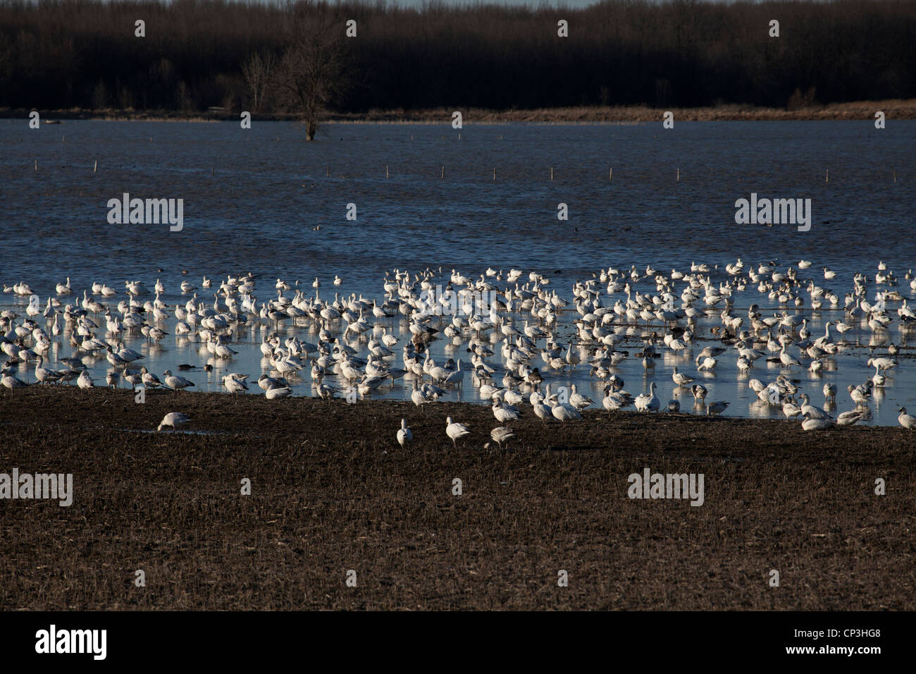 Kanadagänse Schnee machen einen Zwischenstopp in einer Quebec Acker auf ihrer Migration Migration Flucht nach Kanada. Stockfoto