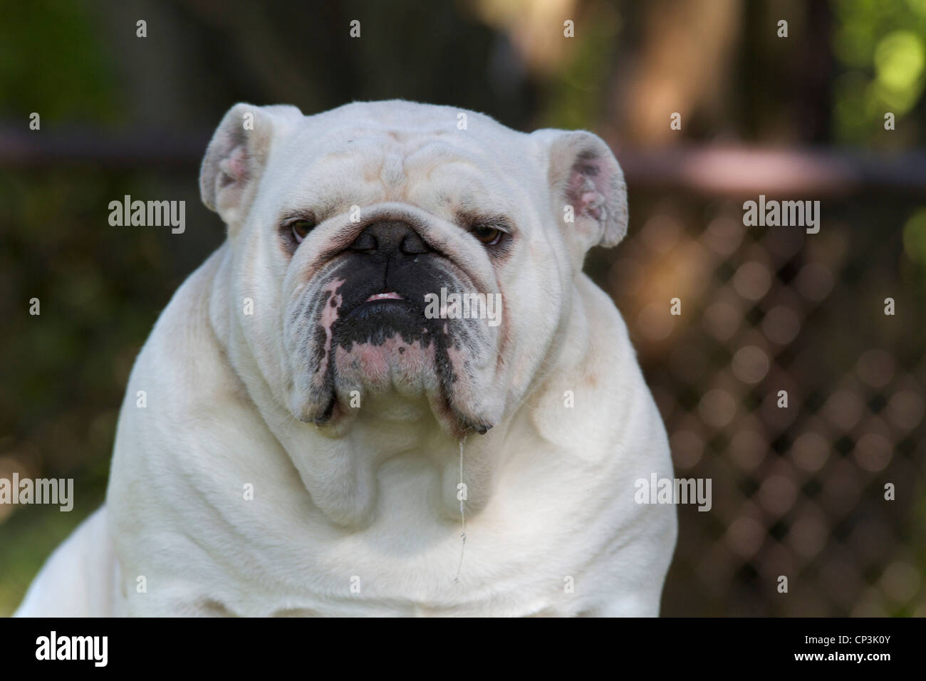 Weiße Bulldogge außerhalb Stockfoto