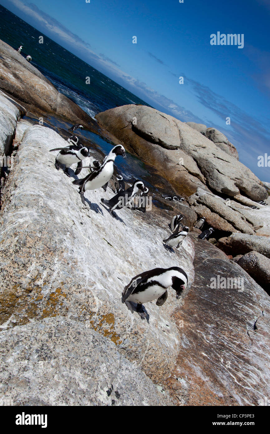 Eine afrikanische Pinguin-Kolonie auf den Felsen am Boulders Beach, Simons Town, Südafrika. Stockfoto