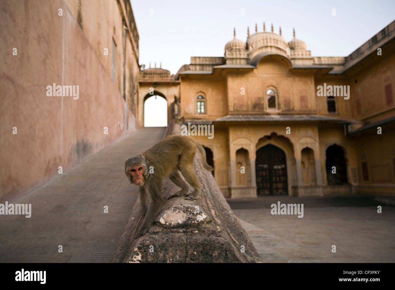 Affen spielen rund um das Nahargarh Fort, Jaipur, Indien Stockfoto