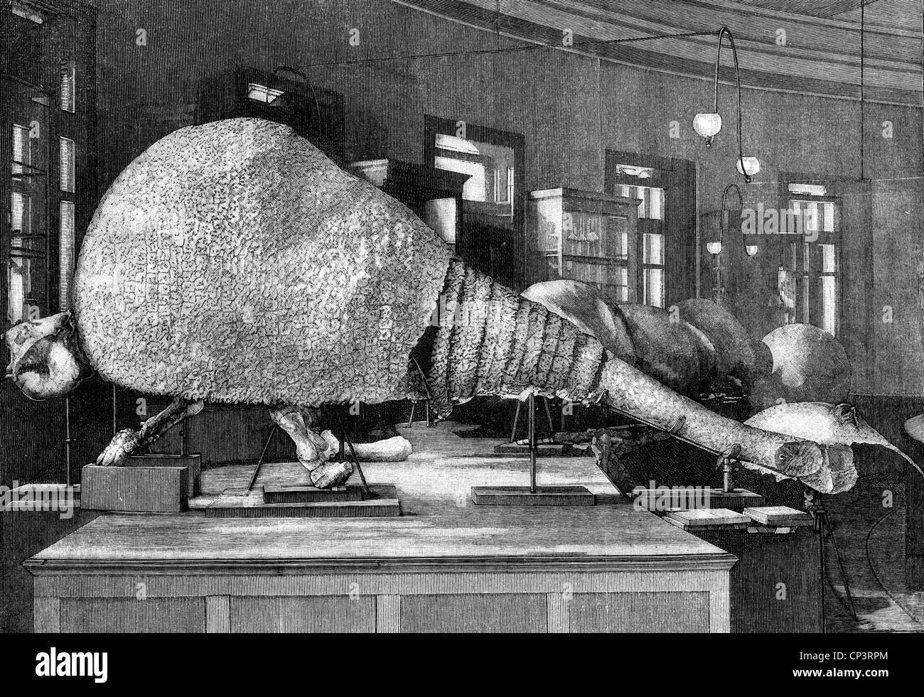 vorgeschichte, Tiere, Doedicurus, Holzstich, 19. Jahrhundert, ausgestorben, Pleistozän, Eiszeit, Diluvium, Drift-Periode, Diluvialzeit, Gletscherzeit, Eiszeit, historisch, historisch, Glyptodonts, Glyptodont, Fossilien, Fossilien, Säugetiere, Säugetiere, Säugetiere, Säugetiere, Säugetiere, Mammalia, Zoologie, Tier, zusätzliche-Rechte-Clearenzen-nicht verfügbar Stockfoto