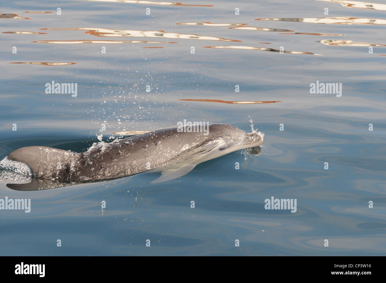 Bottlenosed Dolphin im sardischen Gewässer unter Wasser nach dem Boot, La Maddalena, Sardinien, Italien Stockfoto
