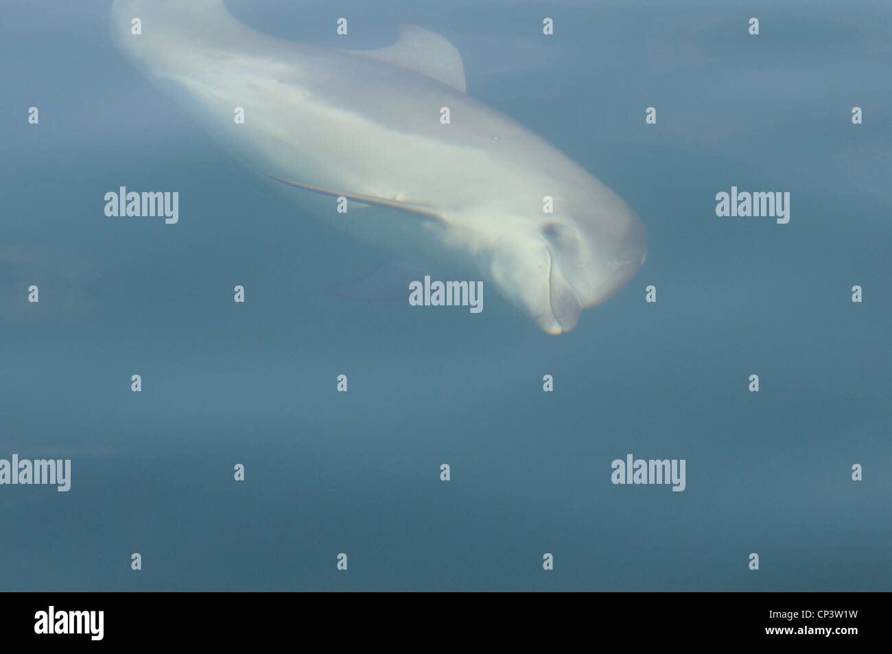 Bottlenosed Delphin im sardischen Gewässern unter das Wasser nach dem Boot Stockfoto