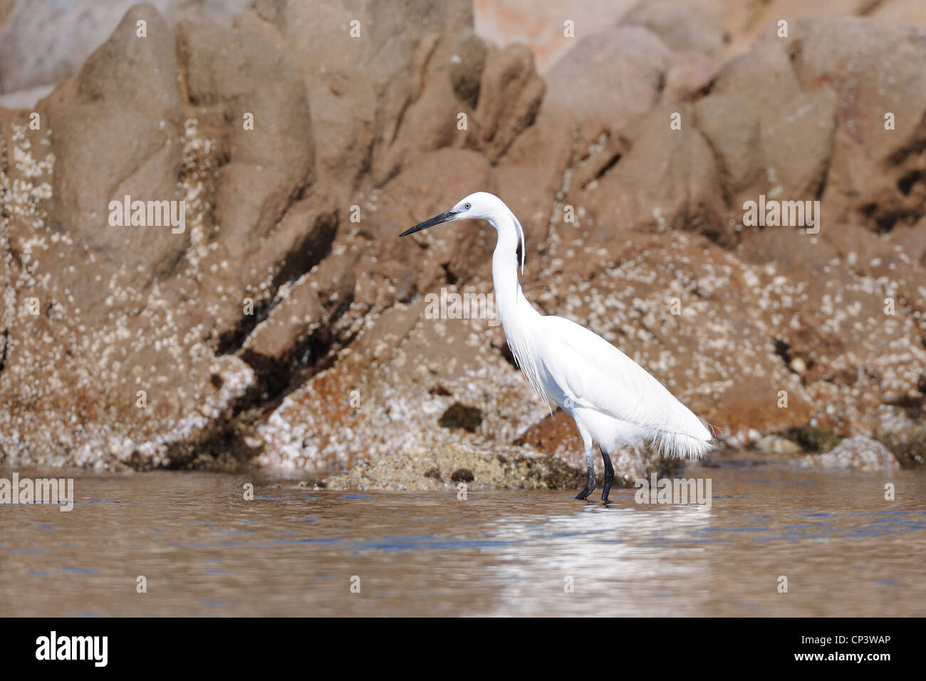 Seidenreiher (Egretta garzetta), Insel La Maddalena, Sardinien, Italien Stockfoto