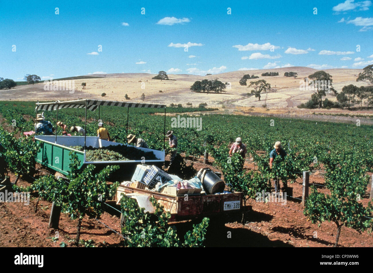 Australien - Ernte in einem Weinberg. Stockfoto