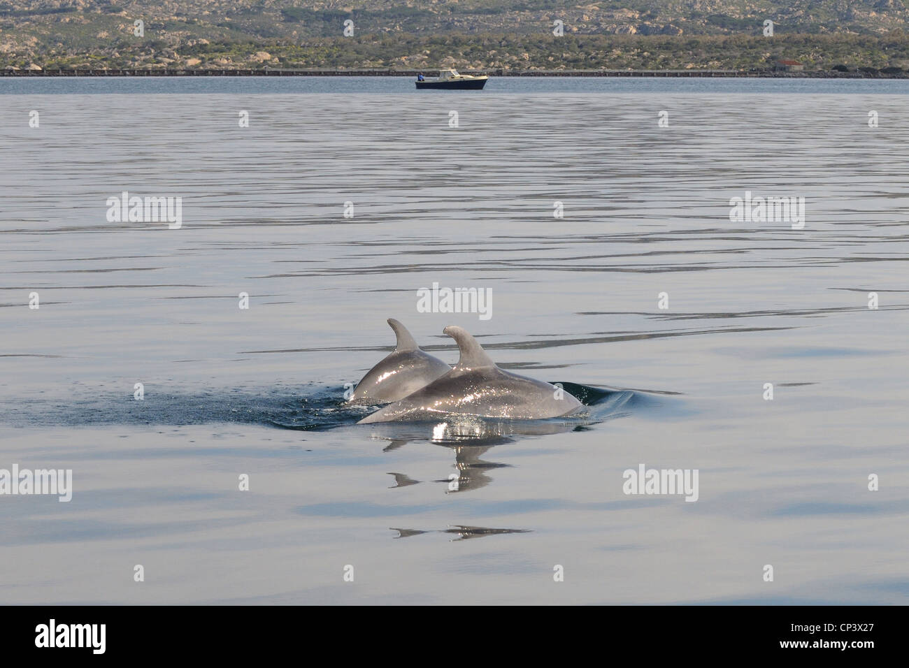 Zwei gemeinsame Dolphin Schule Rund um Boot im Mittelmeer vor der Küste Sardiniens mit einander interagieren, La Maddalena, Sardinien, Italien Stockfoto