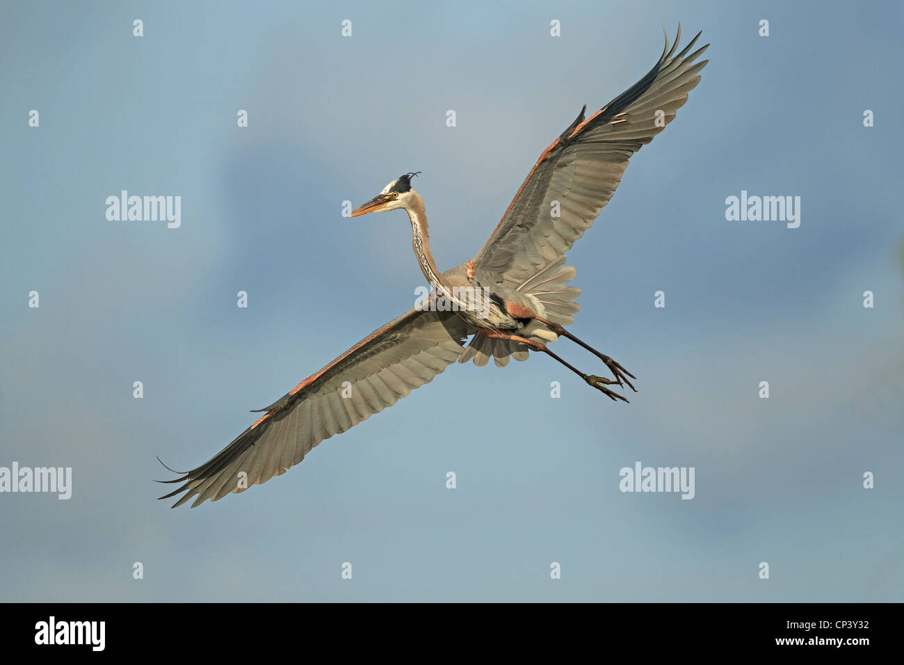 Great Blue Heron in Venedig Rookery, Venice, Florida. Stockfoto