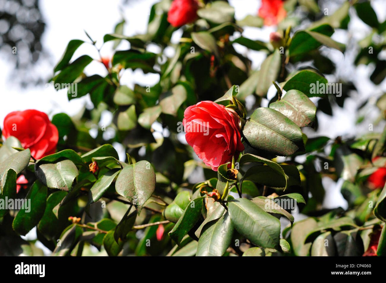 Ein Rosenbusch in voller Blüte Stockfoto