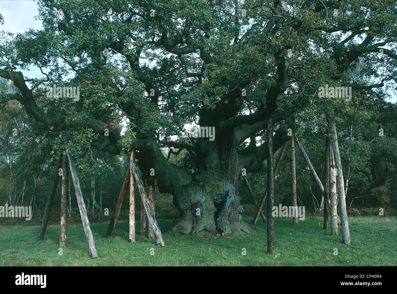 United Kingdom - England - Nottinghamshire - Sherwood Forest. Major Oak, alte Eiche Stockfoto