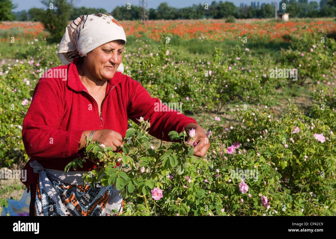 Bulgarien - Kazanl? K. eine Frau sammelt Rosen Stockfoto