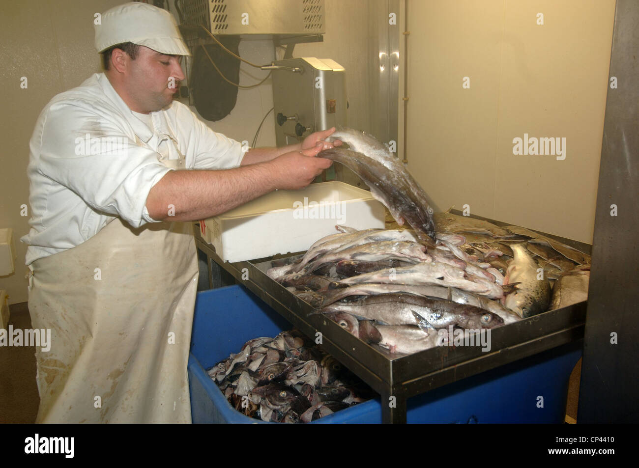 Deutschland - Bremen - Bremerhaven. Franke-Fischerei-Industrie. Verarbeitung von frischem Fisch Stockfoto