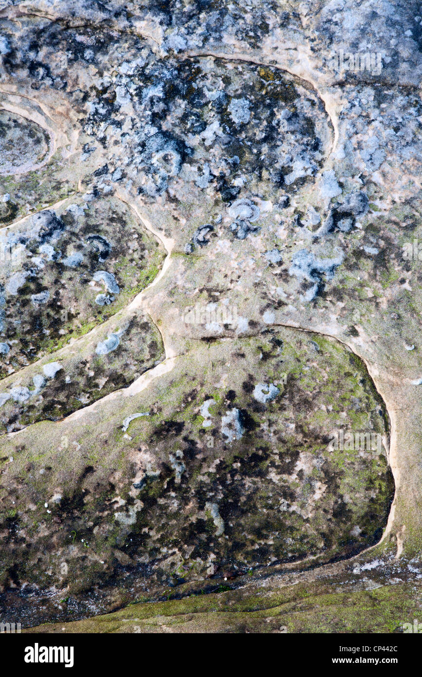 Rock-Detail auf Doo Craigs St Andrews, Fife Schottland Stockfoto