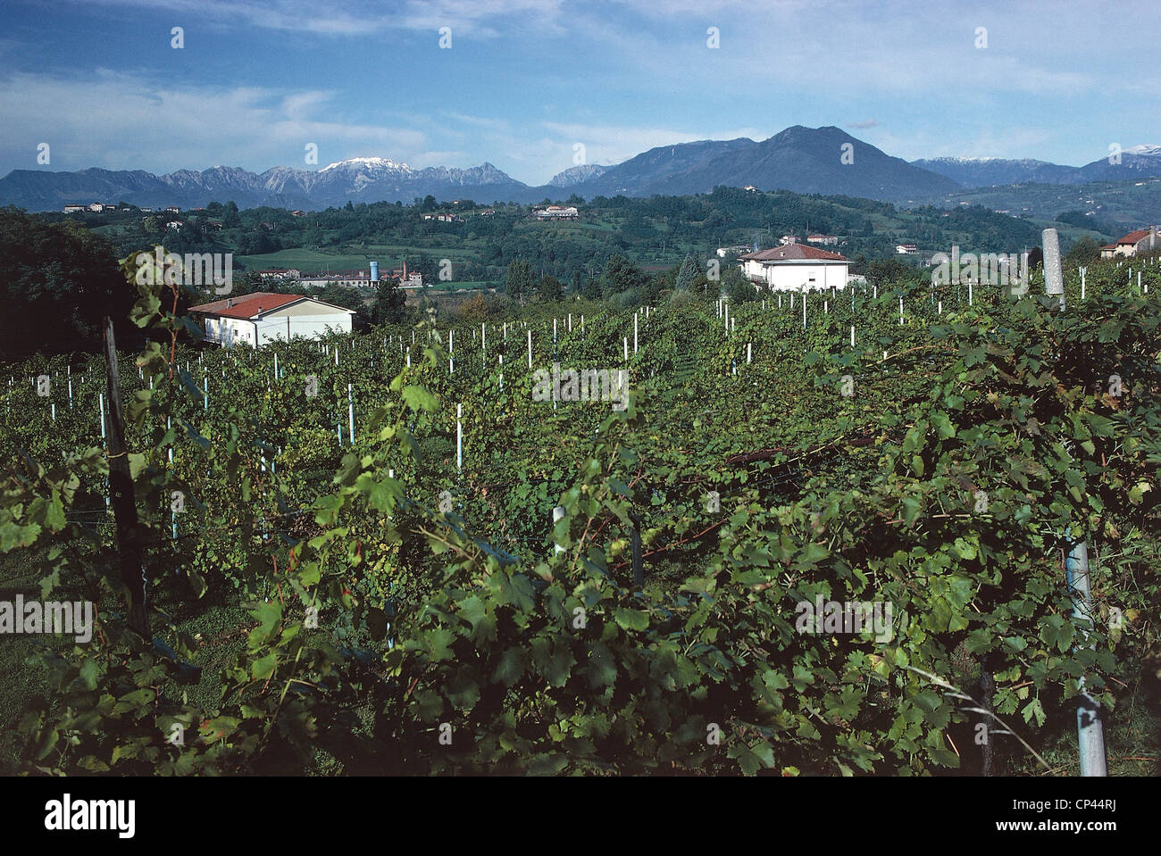 Veneto - Weinberge in der Umgebung von Breganze (Vi). Stockfoto